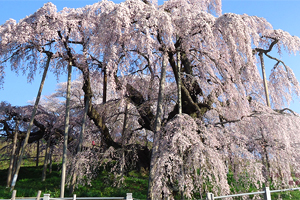 みはるの滝桜